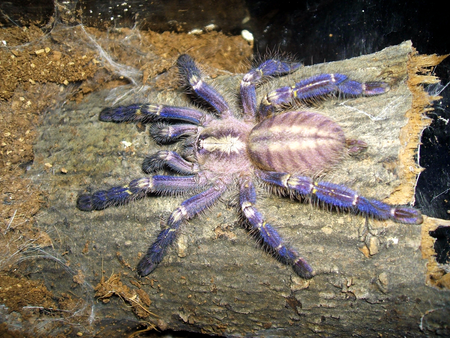 Theraphosidae