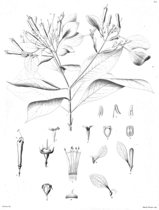 <i>Pogonopus</i> (plant) Genus of plants