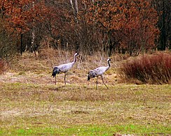 Poland Kampinos Grus grus 1.jpg