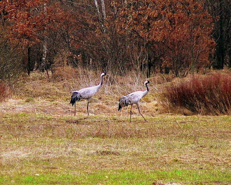 File:Poland Kampinos Grus grus 1.jpg