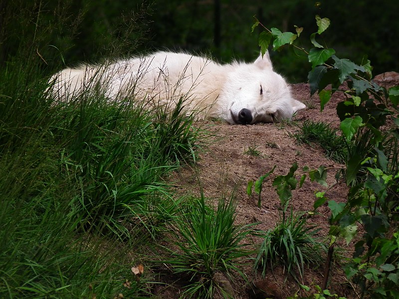 File:Polarwolf Wildpark Alte Fasanerie Klein-Auheim Juni 2012.JPG