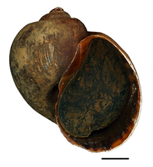 Pomacea maculata shell including an operculum. Pomacea maculata shell.png