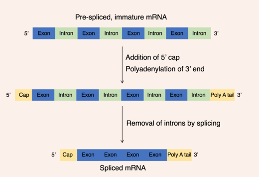 Outlines the process of post-transcriptionally modifying pre-mRNA through capping, polyadenylation and splicing to produce a mature mRNA molecule ready for export from the nucleus.