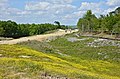 * Nomination Buttercups on a site ofLGV Sud Europe Atlantique construction, Poullignac, Charente, France. --JLPC 17:01, 7 May 2014 (UTC) * Promotion  Support Good quality --Halavar 17:49, 7 May 2014 (UTC)