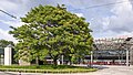 Götterbaum am Bahnhofs-Vorplatz