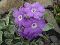 Primula marginata 'Napoleon'