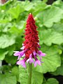 Primula vialii (1).jpg