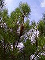 A Thaumatopoea Pityocampa nest in Mercatale Valdarno (Tuscany)