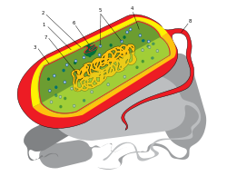 Prokaryote cell diagram international.svg