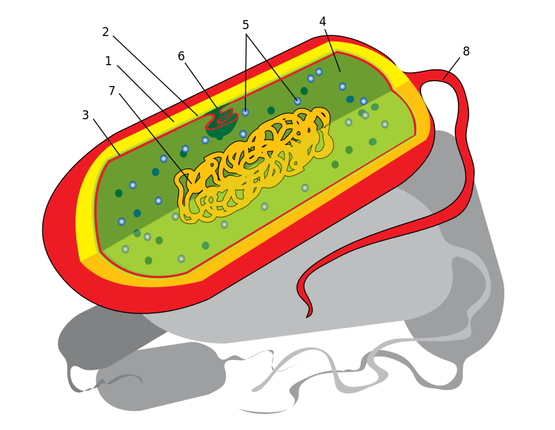 Mesosoma - Wikipedia, la enciclopedia libre