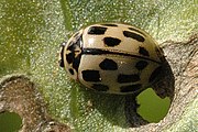 Propylea.14-punctata.1.jpg