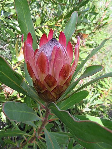 Protea susannae