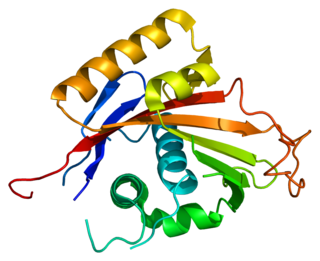 ATP1A2 Protein-coding gene in the species Homo sapiens