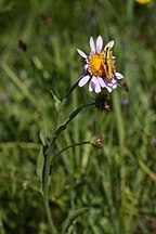 Prumnacris rainierensis