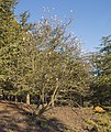 Prunus domestica, Agde 01.jpg