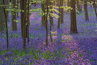 Hyacinthoides Non-Scripta