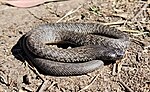 Thumbnail for Blue-bellied black snake