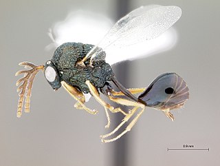 <span class="mw-page-title-main">Eucharitidae</span> Family of wasps