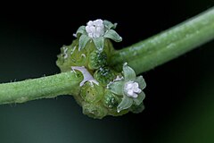 Psychotria viridis flower. Psychotria viridis Ruiz & Pav.jpg