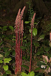 <i>Pterospora</i> Genus of plants