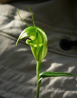 Pterostylis alveata.jpg