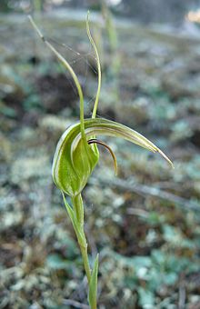 Pterostylis longipetala.jpg