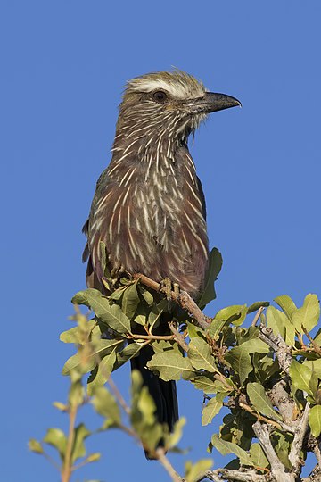 Rolieiro-de-sobrancelhas-brancas (Coracias naevius mosambicus), Parque Nacional Etosha, Namíbia. É uma ave de tamanho médio (35 a 40 cm) amplamente difundida na África subsaariana, encontrado principalmente de Angola e sul da República Democrática do Congo até a Namíbia e norte da África do Sul. Em comparação com outros rolieiros, suas cores são bastante opacas e sua voz é áspera. O seu habitat preferido são os espinheiros secos onde passa longos períodos empoleirado no topo de espinheiros ou postes, procurando alimentos como insetos, aranhas, escorpiões e pequenos lagartos no chão. (definição 2 058 × 2 058)