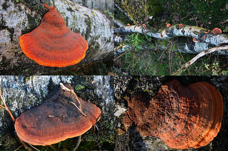 File:Pycnoporus cinnabarinus (Cinnabar Bracket, D= Zinnobertramete, NL= Vermiljoenhoutzwam) in large formats on this fallen birchtree at Westerheide Schaarsbergen - panoramio.jpg