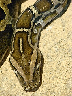 Python molurus bivittatus Ile aux Serpents 201108 3.jpg