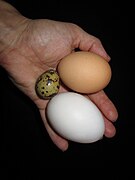 Smallest to largest: quail, jumbo chicken, and duck eggs