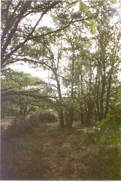 Bosque de quejigos Torrecuadrada de los Valles Quercus faginea 01.jpg