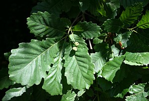 Leaves and unripe fruits