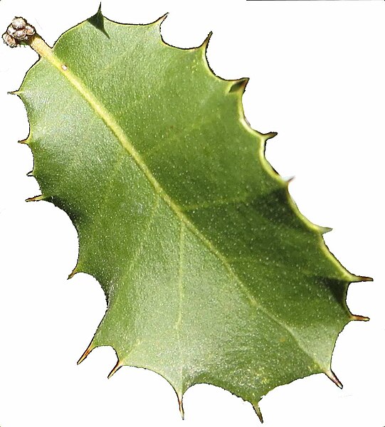 File:Quercus palmeri leaf white background.jpg