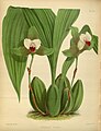 Lycaste macrophylla (as syn. Lycaste plana) Plate 230 in: R.Warner - B.S.Williams: The Orchid Album (1882-1897)