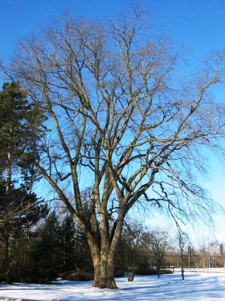 RN Ulmus glabra (alnarp sweden).jpg