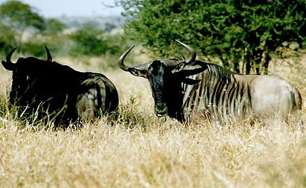 Two Blue Wildebeest in high grass.