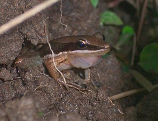 <i>Minervarya nicobariensis</i> Species of amphibian