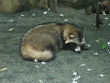 how tall is a raccoon dog