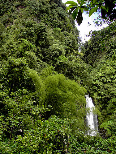 Rainforest at Trafalgar Falls Rainforest at Trafalgar Falls (Dominica).jpg