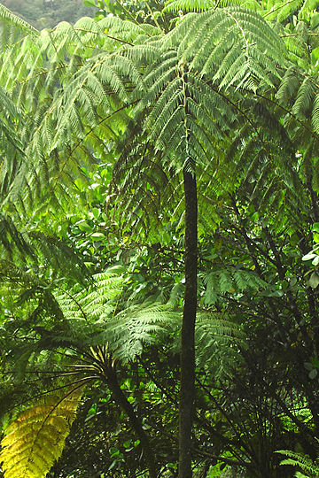 Cyatheaceae