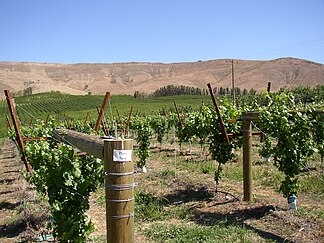 The Rattlesnake Hills behind a winery