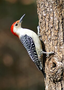 Red-bellied Woodpecker Male.JPG