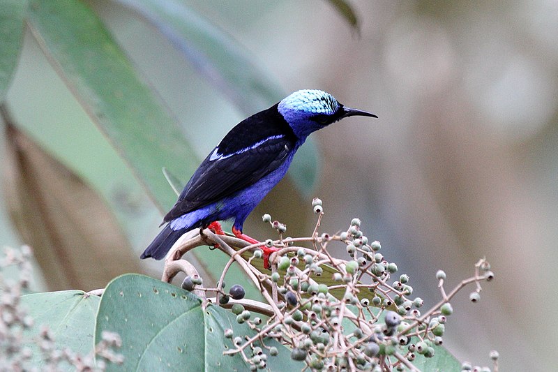 File:Red-legged Honeycreeper (Cyanerpes cyaneus) (7223070872).jpg