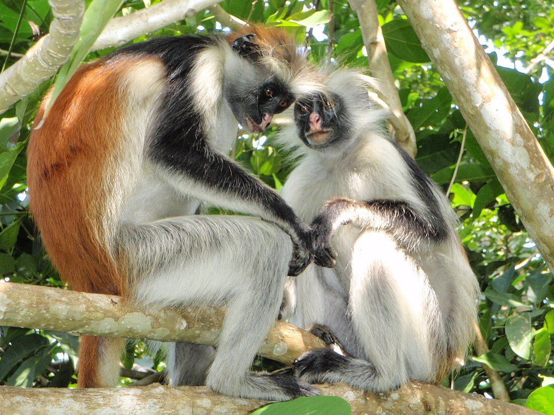 Jozani Chwaka Bay nationalpark