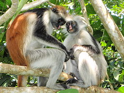 Röd zanzibarguereza