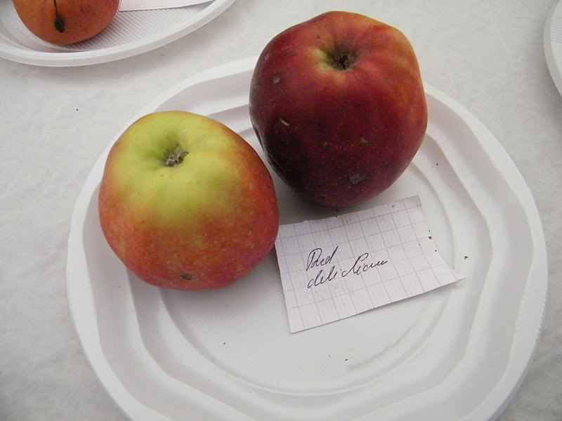 File:Red Delicious, Mons-Boubert, Somme, Fr, expo du 29-10-2017 (82).jpg