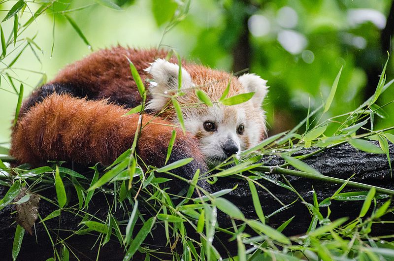 File:Red Panda (20596264246).jpg