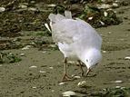 Juvenile checking out an empty shell