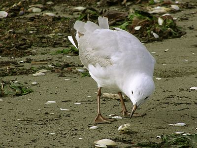 Red-billed gull