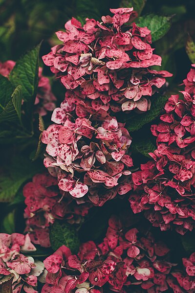 File:Red hydrangea clusters (Unsplash).jpg